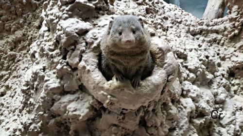 Portrait of monkey on rock