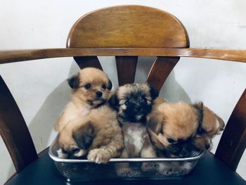 Dogs sitting on seat