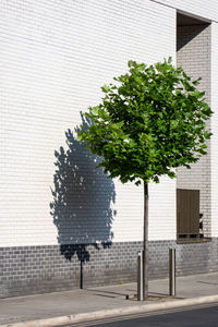 Tree and shadow on street