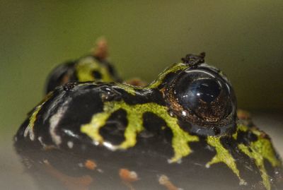 Close-up of insect