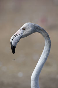 Flamingo portrait profile
