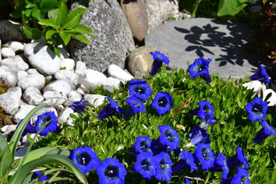 High angle view of purple flowering plants on rocks