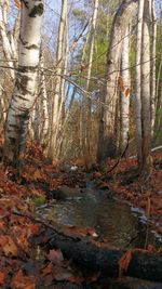 Trees in forest