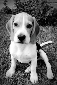 Portrait of dog on field