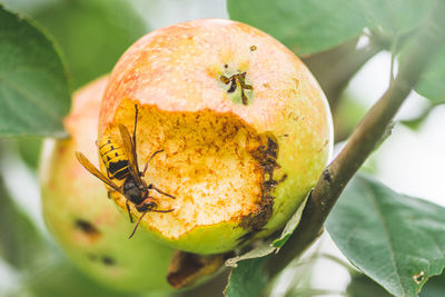 Close-up of insect on fruit