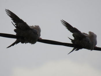 Low angle view of birds perching on the sky