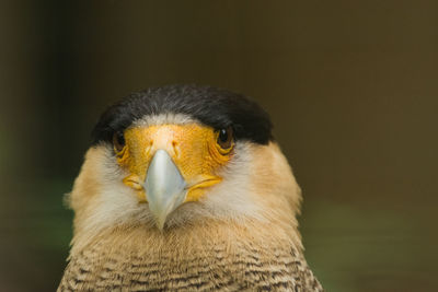 Close-up portrait of eagle