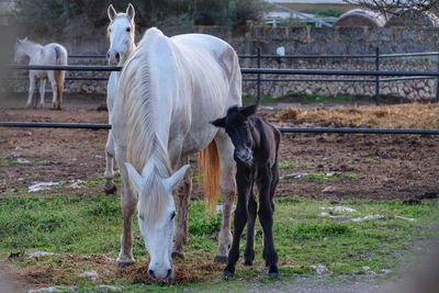 Horse standing in ranch