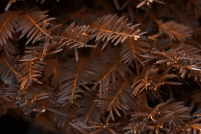 Pine plant with green needles and pine cones in autumn