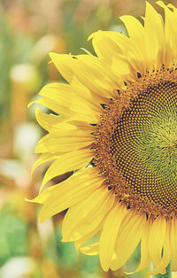 Close-up of yellow sunflower