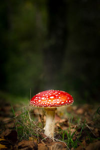 Close-up of fly agaric mushroom on field