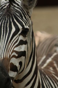 Close-up of zebra