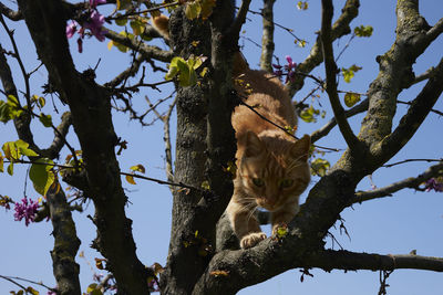 Low angle view of cat on tree