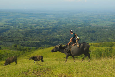 Man sitting on buffalo on green hill