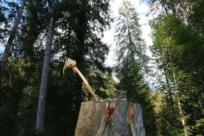 Low angle view of man on tree trunk in forest