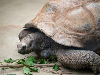 Close-up of turtle in zoo