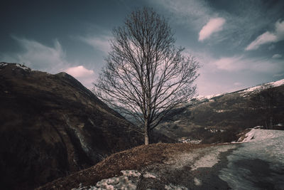 Bare trees on landscape against sky