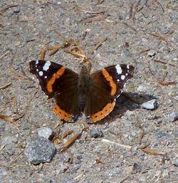 Close-up of butterfly