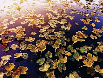 Close-up of maple leaves floating on water