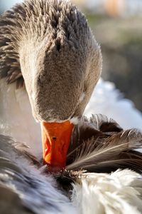 Close-up of goose 