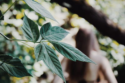 Close-up of leaves on tree