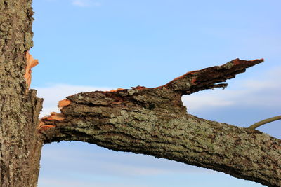 Low angle view of tree trunk
