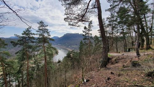 Scenic view of forest against sky