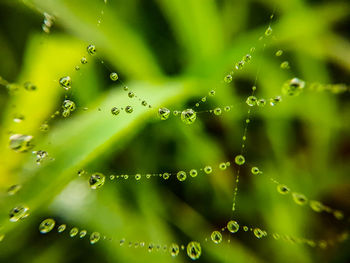 Close-up of water drops on spider web