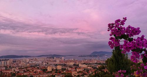 Purple flowering plants and buildings against sky during sunset