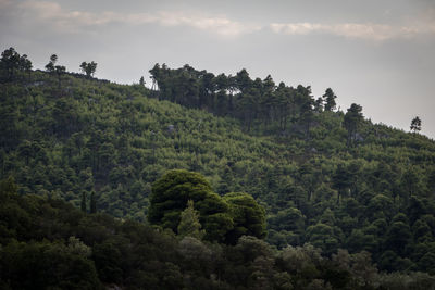 Scenic view of forest against sky