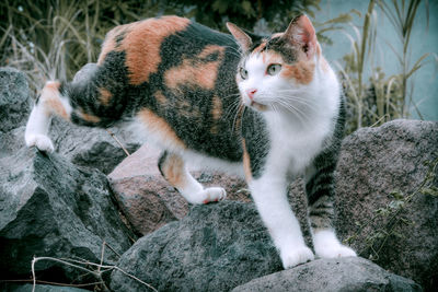 View of a cat on rock