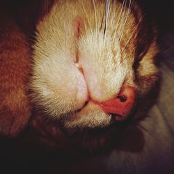 Close-up of cat sleeping