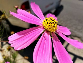 Close-up of pink flower blooming outdoors