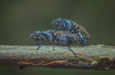 Close-up of fly