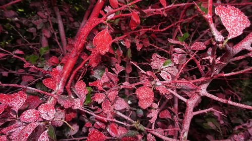 Close-up of red plant