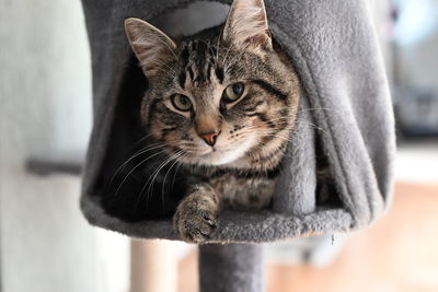 Close-up portrait of a cat