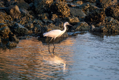 View of birds in lake