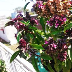 Close-up of pink flowers