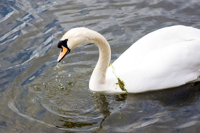 Swan swimming in lake