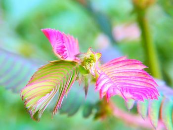 Close-up of butterfly pollinating on pink flower