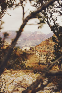 Trees on landscape against sky