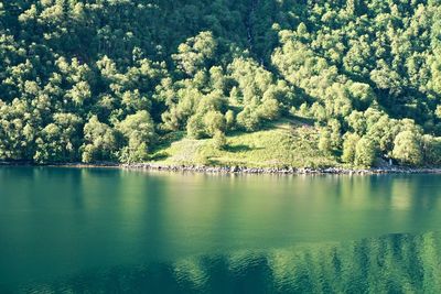 Scenic view of lake in forest