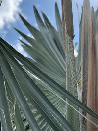 Close-up of plant against sky