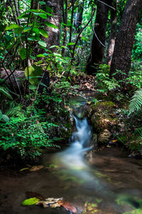 Scenic view of waterfall in forest