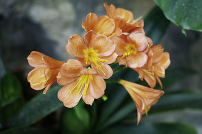 Close-up of yellow flowering plant