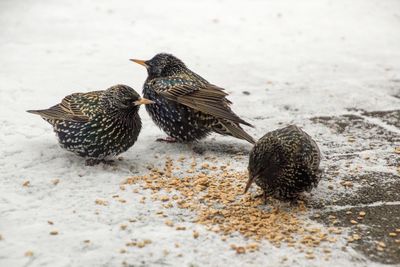 Close-up of bird