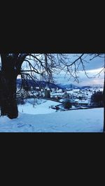 Snow covered trees