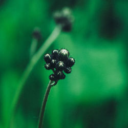 Close-up of plant against blurred background