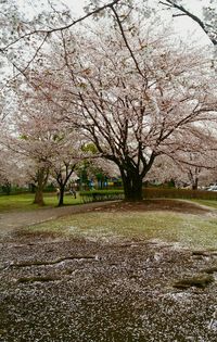 Trees growing in park