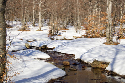 Snow covered trees in forest